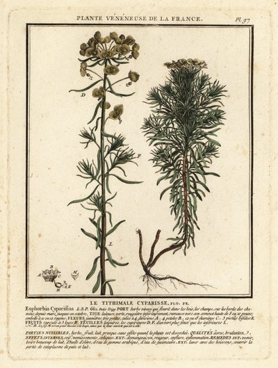 Cipreswolfsmelk, Euphorbia cyparissias door Unbekannter Künstler