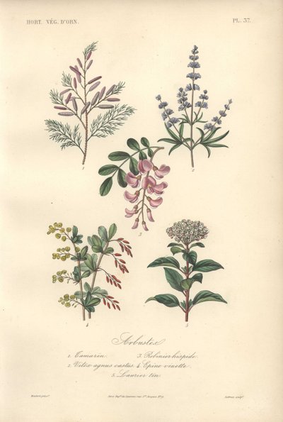 Decoratieve botanische prent met tamarinde, sprinkhaanboom, kuisboom, berberis en viburnum door Unbekannter Künstler