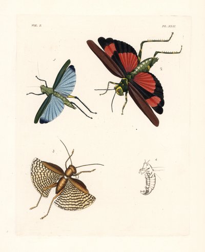 Eupropacris coeruleus sprinkhaan 1, Chromacris miles 2, en Gryllacris tessellata 3. Handgekleurde lithografie uit John O. Westwood
