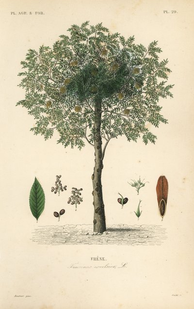 Es, Fraxinus excelsior door Unbekannt