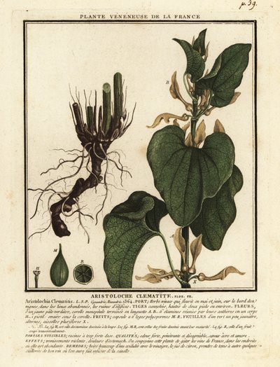 Gewone pijpbloem, Aristolochia clematitis door Unbekannter Künstler
