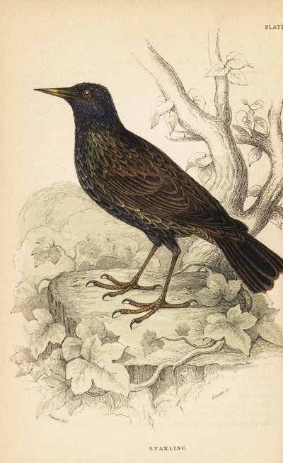 Spreeuw, Sturnus vulgaris door Unbekannter Künstler