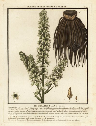 Europese witte nieskruid, Veratrum album door Unbekannter Künstler