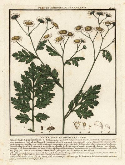 Moederkruid, Tanacetum parthenium door Unbekannter Künstler