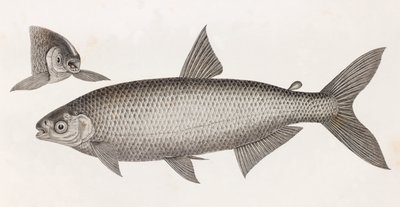 Vissen: Le Characin door Unbekannt