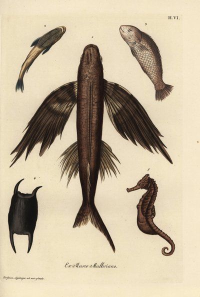 Vliegende vis, Exocoetus volitans 1, zuigvis, Remora remora 2, barramundi, Lates calcarifer 3, schaal 4, zeepaardje, Hippocampus soorten 5. Handgekleurde koperplaat gravure naar een illustratie van Christian Leinberger uit Georg Wolfgang Knorr