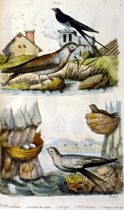 Frans. Gekleurde illustratie. gedateerd circa 1884. die rivier- en kustvogels afbeeldt door Unbekannter Künstler