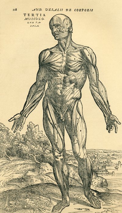 Voorkant van mannelijk menselijk lichaam, een anatomische studie oorspronkelijk gepubliceerd in De Humani Corporis Fabrica Libri Septem door Andreas Vesalius, gepubliceerd in Basel door Unknown
