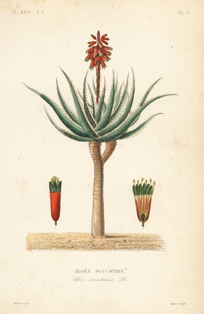 Fynbos aloë, Aloe succotrina, Aloes succotrin door Unbekannt