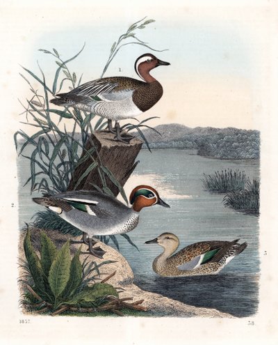 Garganey - zomertaling - Anas querquedula 1, en wintertaling - Anas crecca, mannetje 2, en vrouwtje 3. Handgekleurde lithografie uit Carl Hoffmann