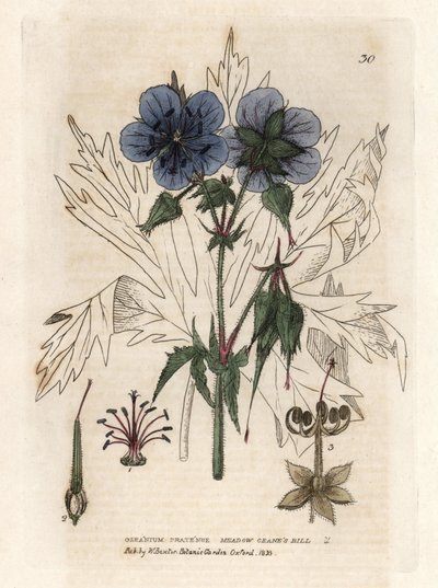 Geranium van de Pres. Gekleurde kopergravure naar een tekening door Isaac Russell uit William Baxter