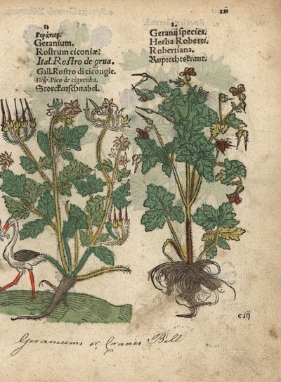 Geranium of ooievaarsbek, Geranium soorten, en Robertskruid, Geranium robertianum door Unbekannter Künstler