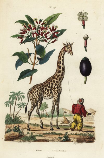 Giraffe, Giraffa camelopardalis, met verzorger en kruidnagelboom, Syzygium aromaticum door Unbekannt