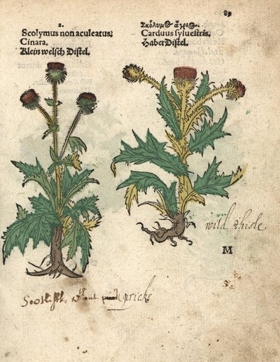 Artisjok, Cynara cardunculus var. scolymus, en wilde distel, Carduus sylvestris door Unbekannter Künstler
