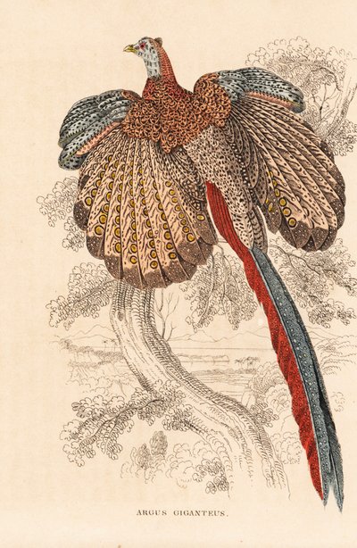 Grote argusfazant, Argusianus argus (Argus giganteus). Handgekleurde lithografie uit Georg Friedrich Treitschke