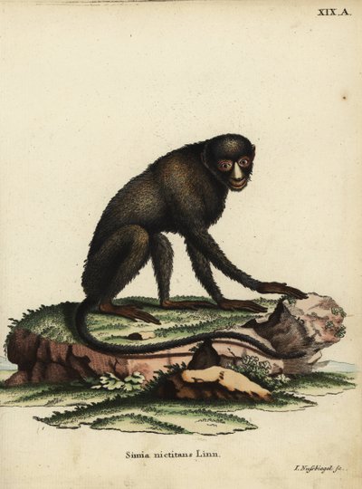 Grote vlekneusaap of stopverfaap. Cercopithecus nictitans. Simia Nictitans Linn. Handgekleurde kopergravure door Johann Nussbiegel uit Johann Christian Daniel Schreber