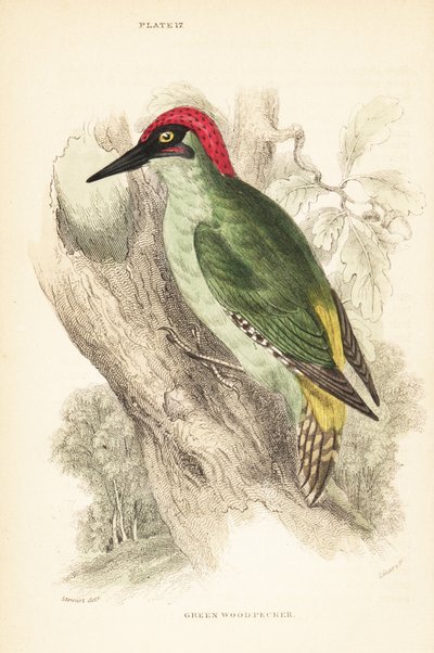 Groene specht, Picus viridis, zittend op een boom door Unbekannter Künstler