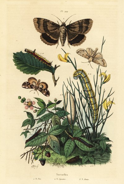 Grijze dolkvlinder en larve, Acronicta psi 1, Apopestes spectrum mot en larve 2, perzikbloesem mot en rups, Thyatira batis 3 door Unbekannt