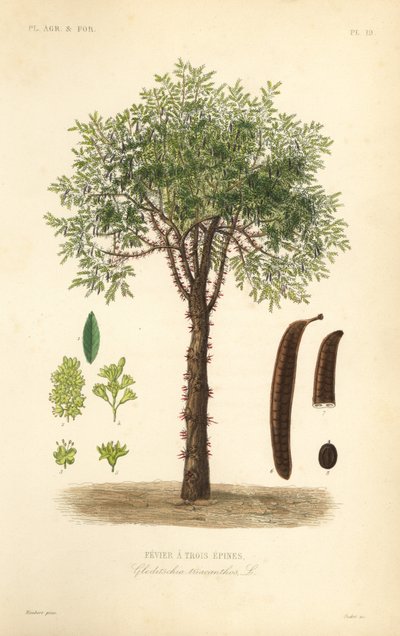 Honingboom of doornige acaciaboom, Gleditsia triacanthos, Gleditschia triacanthos, Fevier a trois epines door Unbekannt