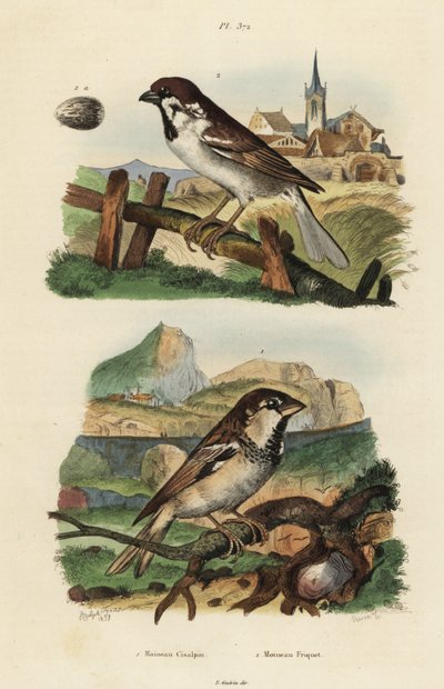 Italiaanse mus, Passer italiae, en huismus met ei, Passer montanus door Unbekannt