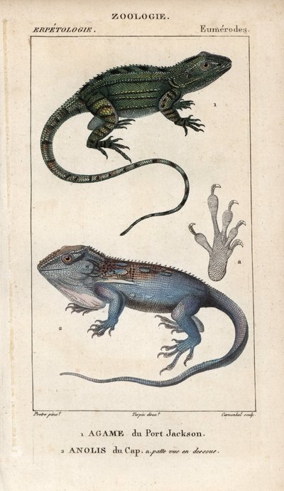 Jacky lashtail, Port Jackson agame, Amphibolurus muricatus, en Kaapse dwerggekko, Kaapse anolis, Lygodactylus capensis. Handgekleurde koperplaat stipple gravure uit Jussieu