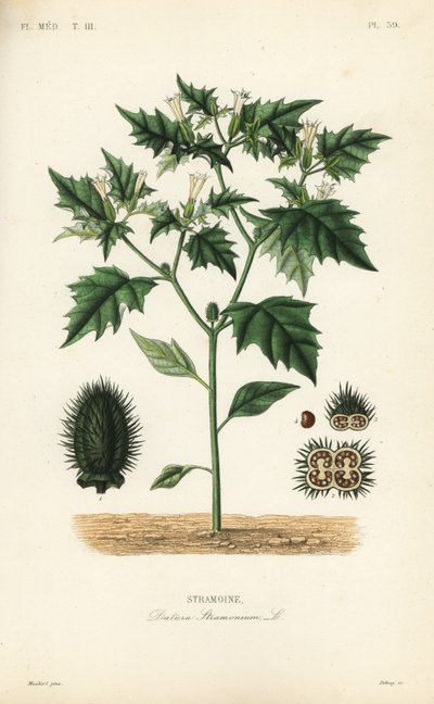 Doornappel of duivelskruid, Datura stramonium door Unbekannt