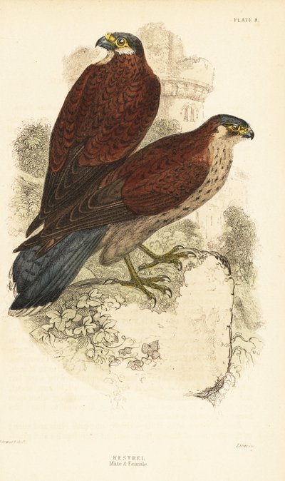 Torenvalk, mannetje en vrouwtje, Falco tinnunculus, voor een ruïne, 1889 door Unbekannter Künstler