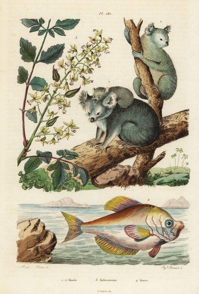 Koala, Phascolarctos cinereus 1,2, vernisboom, Koelreuteria paniculata 3, en Indiase humphead, Kurtus indicus 4 door Unbekannt