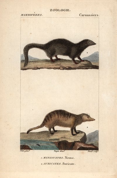 De mangoest en de suricate - Gravure door Jean Gabriel Pretre, gegraveerd door Carnonkel, voor het woordenboek van natuurwetenschappen: zoogdieren door Frederic Cuvier, bewerkt door Pierre Jean Francois Turpin door Unbekannter Künstler