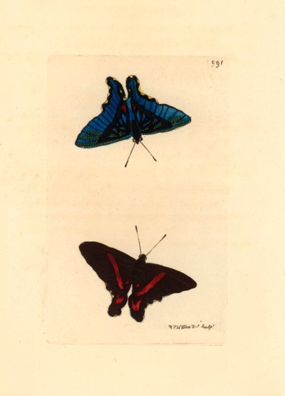 Lepidoptere, gezien vanaf de vleugels, de bovenkant heeft rode lijnen en de achterkant bij de mannetjes is blauw gekleurd, Ancyluris meliboeus - Lithografie door Richard Polydore Nodder gepubliceerd in The Naturalist Miscellany door Unbekannter Künstler