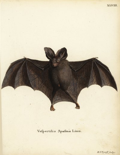 Kleine valse vampiervleermuis, Megaderma spasma. Vespertilio spasma Linn. Handgekleurde kopergravure door Hermann Jakob Tyroff uit Johann Christian Daniel Schreber