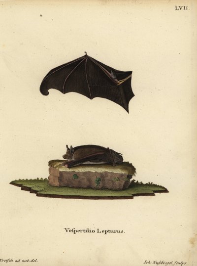 Kleine zakvleermuis, Saccopteryx leptura. Vespertilio lepturus. Handgekleurde kopergravure door Johann Nussbiegel naar een illustratie uit de natuur door J.D. Kretsch uit Johann Christian Daniel Schreber
