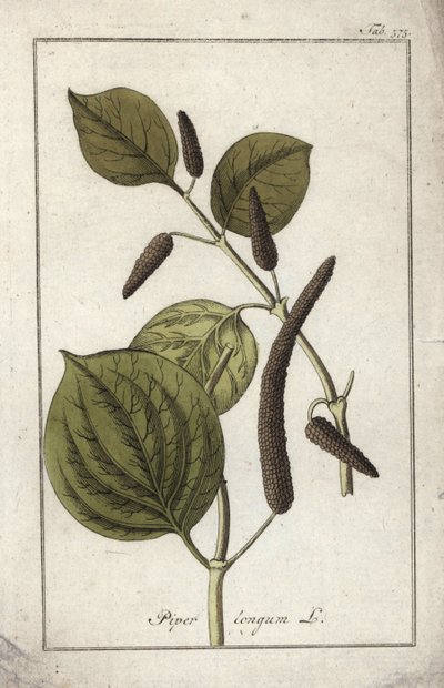 Lange peper (Piper longum). Lithografie uit “Afbeelding der Artseny-Gewassen” door Johannes Zorn (1739-1799), Nederland door Unbekannter Künstler