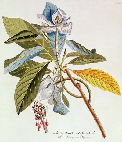 Magnolia Glauca, uit `Icones Plantarium Medicinalium Secundem Sustema Lunnaei Digestarum", door Joseph Jakob Plenk, Wenen, 1788-1812 door Unbekannt