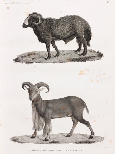 Zoogdieren: een ram met een grote staart en een Barbarijs schaap door Unbekannt