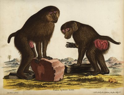 Mandrill, Mandrillus sphinx. Kwetsbaar. Simia sphynx Linn. Handgekleurde kopergravure door Johann Sebastian Leitner naar een illustratie van Jacques de Seve uit Johann Christian Daniel Schreber