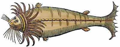 Zeemeeuw, xylografie uit "Paralipomena accuratissima historiae omnium animalium quae in voluminibus Aldrovandi desiderantur" door Bartholomaeus Ambrosinus door Unbekannter Künstler