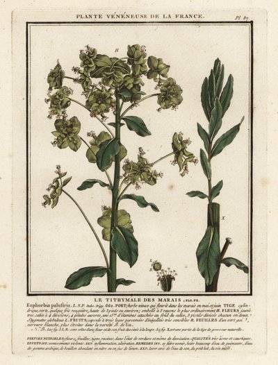 Moeraswolfsmelk, Euphorbia palustris door Unbekannter Künstler