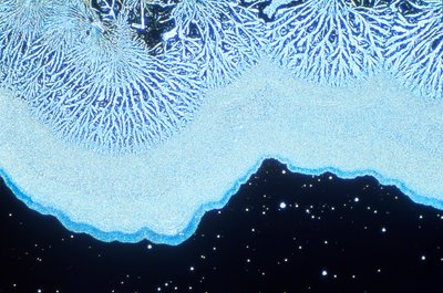 Micrografie (Licht) Colloïdaal silica, licht micrografie door Unbekannt