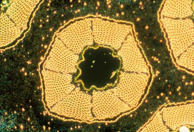 Micrografieën (Licht) Laagtemperatuur supergeleider, licht micrografie door Unbekannter Künstler