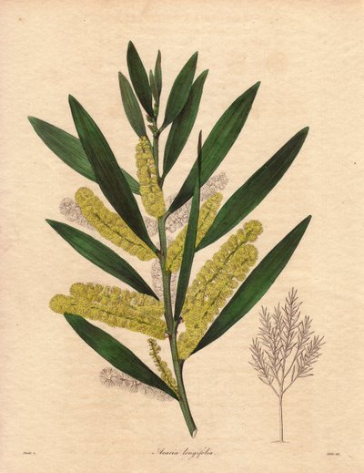 Mimosarups (Acacia longifolia), struik met blijvend blad, tot 3 tot 6 meter hoog, met bloeiwijze in lange, citroengele epis, zeer geurend. Plant inheems in Nieuw-Holland (Australië), geïntroduceerd in Groot-Brittannië in 1792. Illustratie door R. Mills (ac door Unbekannter Künstler