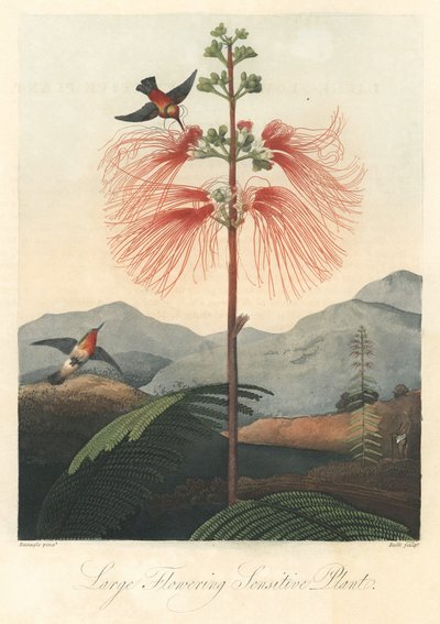 Mimosa pudica, met kolibries. Gravure, uit The Temple of Flora, door Dr. Robert Thornton door Unbekannter Künstler