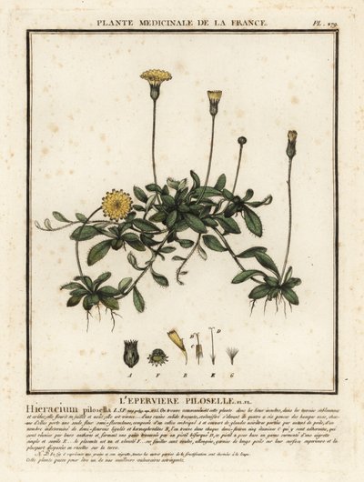Muizenoor, Pilosella officinarum door Unbekannter Künstler