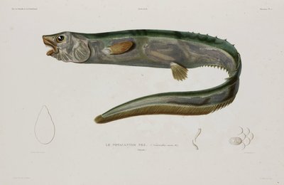 Natacanthus nasus, IJsland, begin 19e eeuw door Unbekannter Künstler