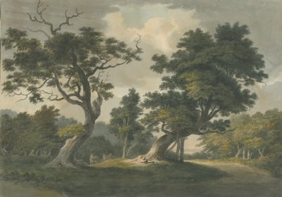 Needwood Bos: aquarel schilderij, nd [begin 19e eeuw] door Unbekannt