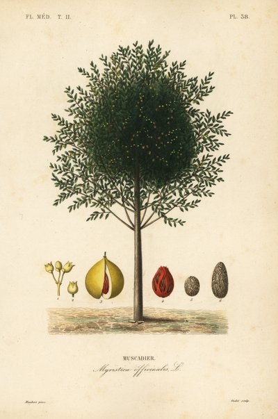Nootmuskaatboom, Myristica fragrans, Myristica officinalis, Muscadier door Unbekannt
