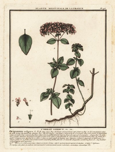Oregano of wilde marjolein, Origanum vulgare door Unbekannter Künstler