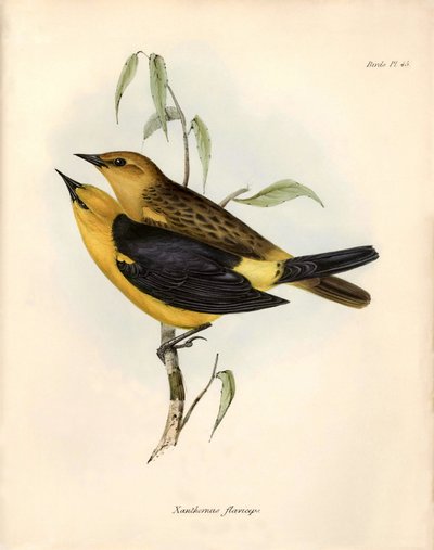 Ornithologie: 