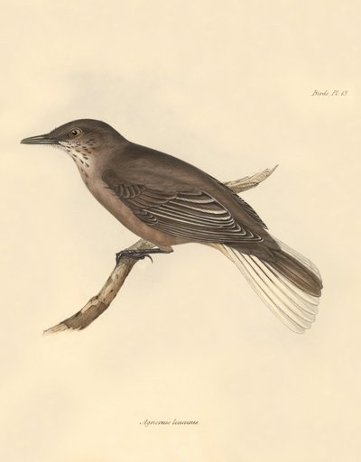 Ornithologie: De 