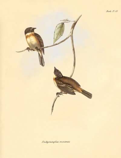 Ornithologie: De 